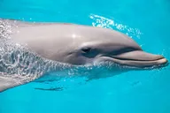 Key West Dolphin Safari Private Charter 4 hr thumbnail 2