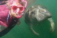 Crystal River Manatee Snorkel Tour with Guide thumbnail 3