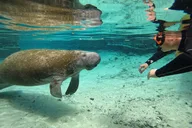 Crystal River Manatee Swim Tour with Photos 3 hr thumbnail 1
