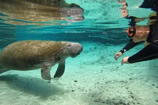 Crystal River Manatee Swim Tour with Photos 3 hr