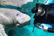 Crystal River Manatee Snorkeling Tour with Guide thumbnail 2