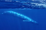 San Diego Whale and Dolphin Watching Speedboat Tour thumbnail 5