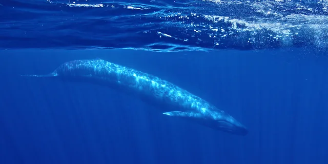 San Diego Whale and Dolphin Watching Speedboat Tour - Image 5