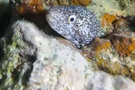 Key West Scuba Diving Refresher Course thumbnail 4