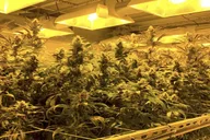 Denver Private Luxury Cannabis Tour thumbnail 6