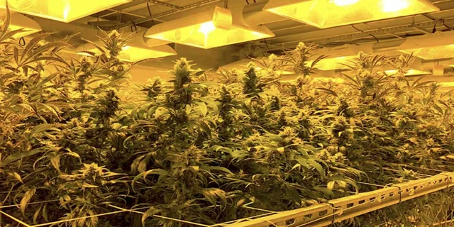 Denver Private Luxury Cannabis Tour - Image 6