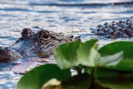 Miami Everglades Airboat Ride and Gator Encounter thumbnail 5