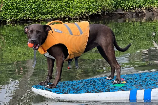 Haleiwa Paddle Board with Rescue Dogs 90 min - Image 4