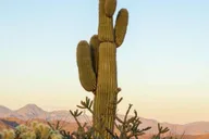 Scottsdale Sonoran Desert Jeep Tour thumbnail 1