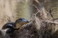 Charleston Wildlife Photography Tour 4 hr thumbnail 6