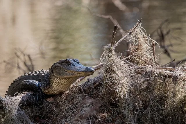 Charleston Wildlife Photography Tour 4 hr - Image 6