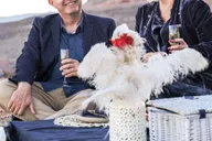 Las Vegas Proposal Experience thumbnail 5