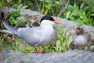 Anchorage Wildlife Tour 4 hr thumbnail 6