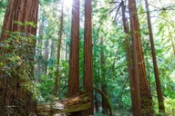 San Francisco Muir Woods and Sausalito Private Tour 4 hr thumbnail 4