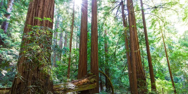 San Francisco Muir Woods and Sausalito Private Tour 4 hr - Image 4