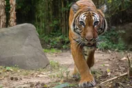 Bronx Zoo Entry Ticket thumbnail 2