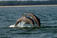 Savannah Dolphin Eco Tour at Sunset thumbnail 6