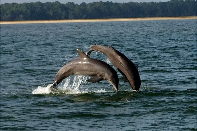 Savannah Dolphin Eco Tour at Sunset - Image 6