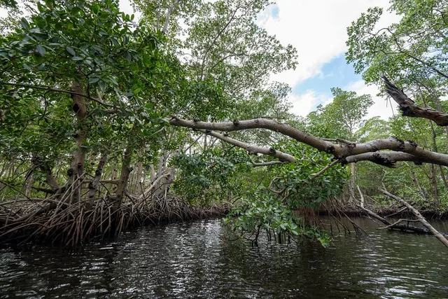 North Miami Beach Clear Kayak Tour in Mangrove Tunnels - Image 6