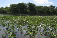 Miami Everglades Airboat Tour 4 hr thumbnail 3