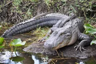 Miami Everglades Airboat Tour thumbnail 4