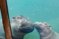 Cincinnati Zoo Admission Ticket thumbnail 4