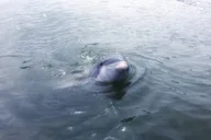 Hilton Head Dolphin Tour at Disappearing Island thumbnail 1