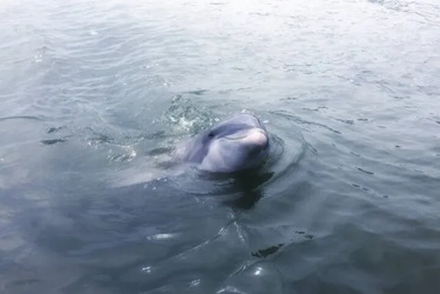 Hilton Head Dolphin Tour at Disappearing Island - Image 1
