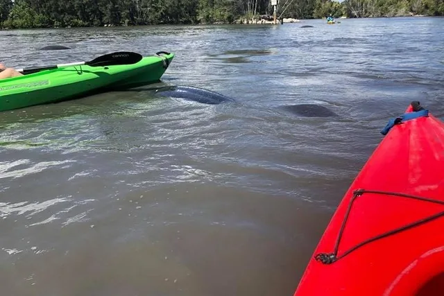 Merritt Island Manatee and Dolphin Kayak Tour - Image 6