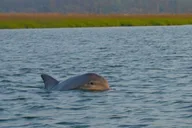 Hilton Head Island Pontoon Boat Rental thumbnail 5