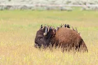 Bozeman Yellowstone National Park Tour thumbnail 3