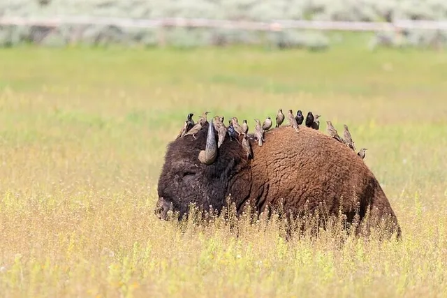Bozeman Yellowstone National Park Tour - Image 3
