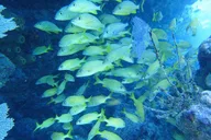 Key West Scuba Diving Course 1 Day thumbnail 6