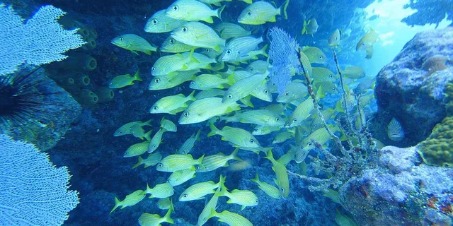 Key West Scuba Diving Course 1 Day - Image 6