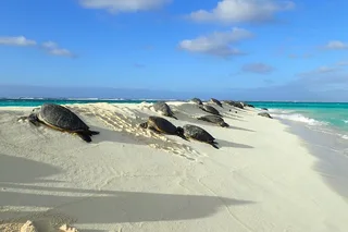 Oahu Circle Island Tour