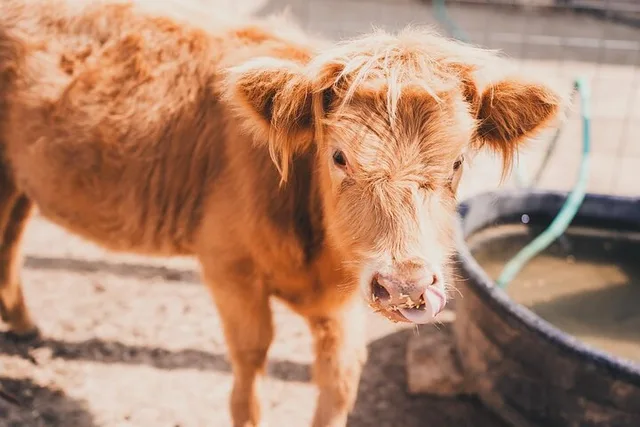 Fredericksburg Cow Cuddling Experience - Image 6