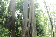 Oahu to Maui Road to Hana Day Trip thumbnail 4