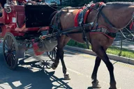 New York City Central Park Horse-Drawn Carriage Tour thumbnail 3