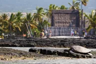 Kona Bee Farm and Coffee National Parks Tour thumbnail 1