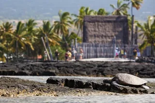 Kona Bee Farm and Coffee National Parks Tour