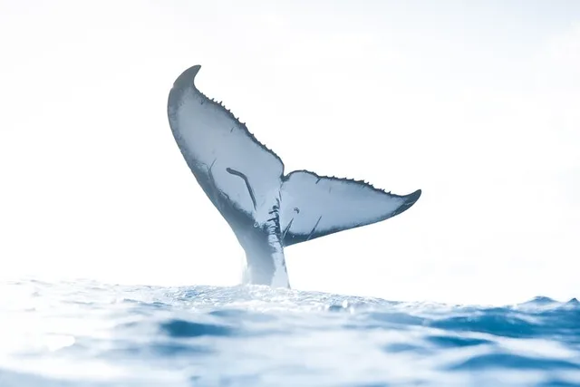 Honolulu Whale Watching Tour 2 hr - Image 1