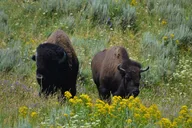 Yellowstone National Park Lower Loop Adventure thumbnail 2