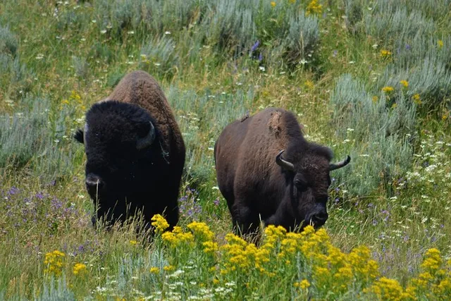Yellowstone National Park Lower Loop Adventure - Image 2