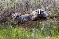 Yellowstone Indian Creek Naturalist Day Hike thumbnail 2