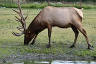 Anchorage Valley of Glaciers and Wildlife Tour 7 hr thumbnail 6