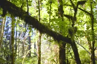 Bainbridge Island Serenity Forest Hike thumbnail 4