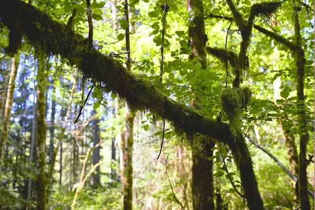 Bainbridge Island Serenity Forest Hike - Image 4