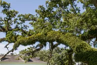New Orleans Felicity Plantation Guided Tour 1.5 hr thumbnail 1