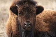 Yellowstone Wildlife Photography Tour thumbnail 2
