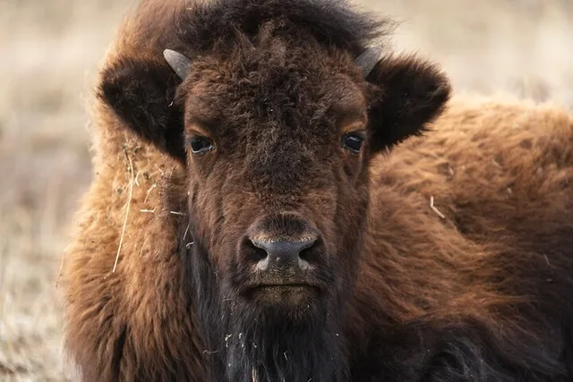 Yellowstone Wildlife Photography Tour - Image 2